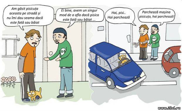 Cum îți dai seama dacă este pisică sau motan? poze haioase