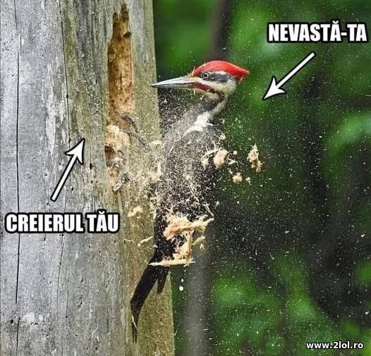 Nevasta-ta poze haioase