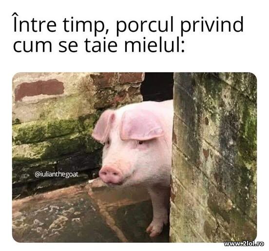 Intre timp, porcul priding cum se taie mielul poze haioase