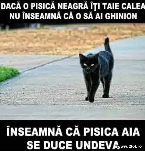 Daca o pisica neagra iti taie calea poze haioase