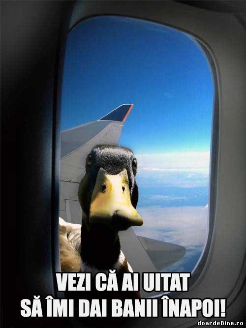 Când cel pe care l-ai împrumutat pleacă în vacanță poze haioase