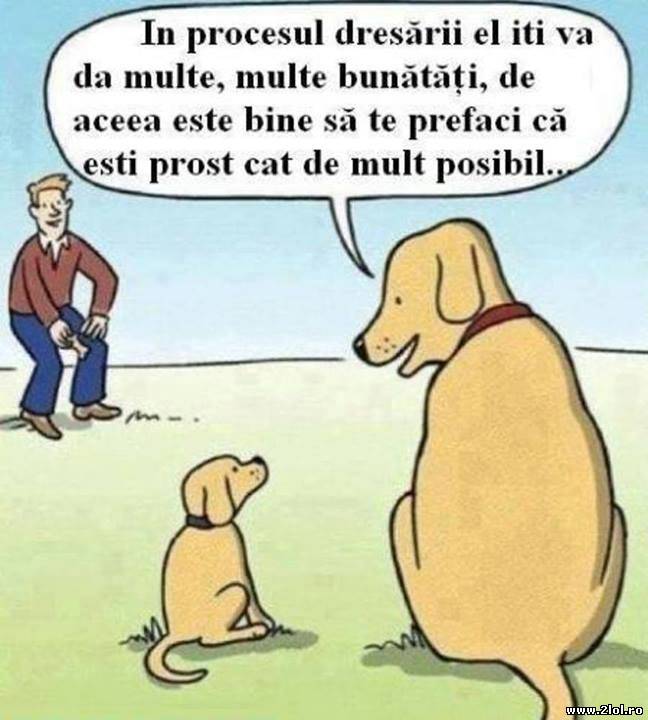 În procesul dresării el îţi va da multe poze haioase