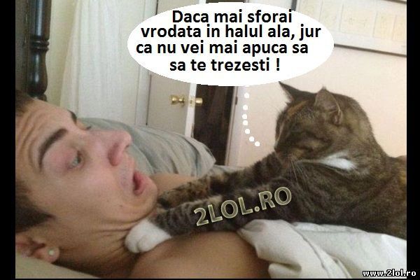 Și animalele au atitudine! poze haioase