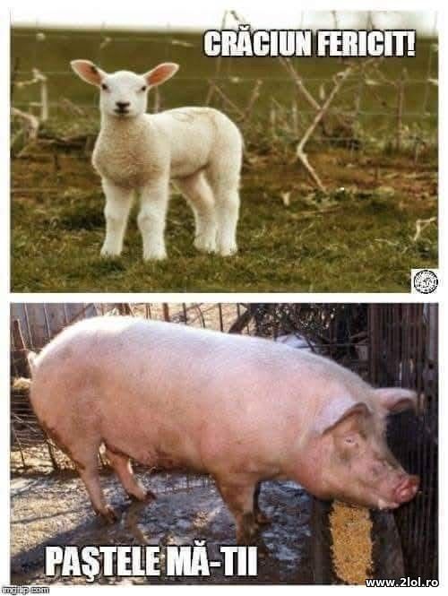 Craciun Fericit poze haioase