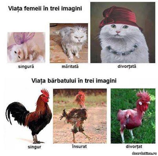 Viața femeii și viața bărbatului în trei imagini poze haioase