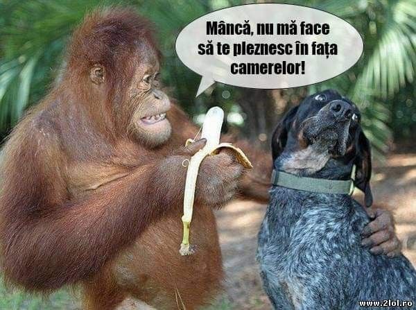 Mananca, nu ma face sa te pleznesc poze haioase