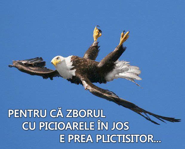 Şi vulturii se plictisesc poze haioase