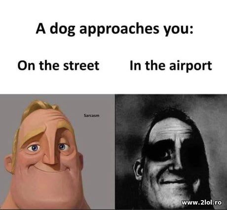 A dog aproaches you poze haioase