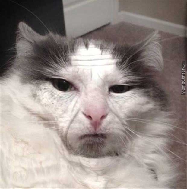 Pisică la 60 de ani poze haioase