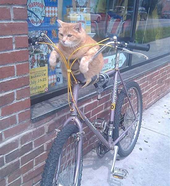 Cum te văd fetele când n-ai mașină poze haioase