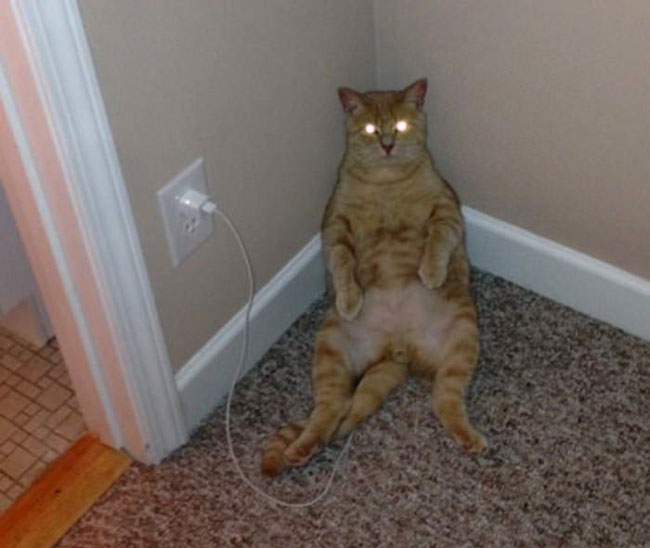 Se încarcă poze haioase