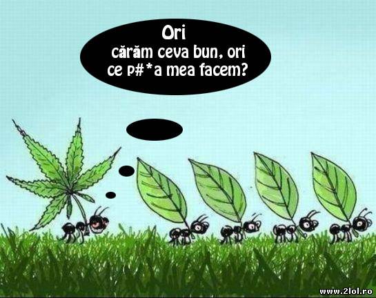 Ori cărăm ceva bun, ori ce p#*a mea facem? poze haioase