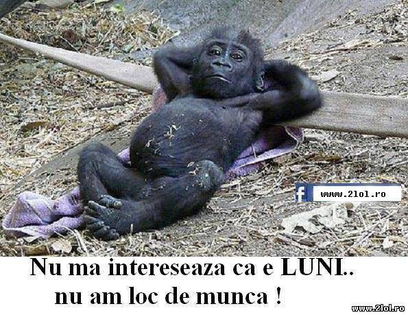 Fără loc de muncă, fără stres poze haioase