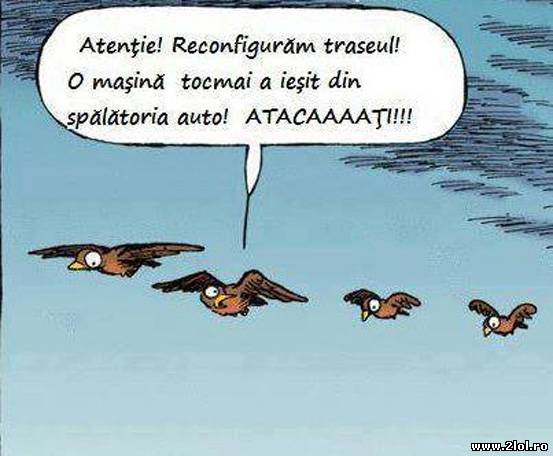 Cum gândesc porumbeii poze haioase