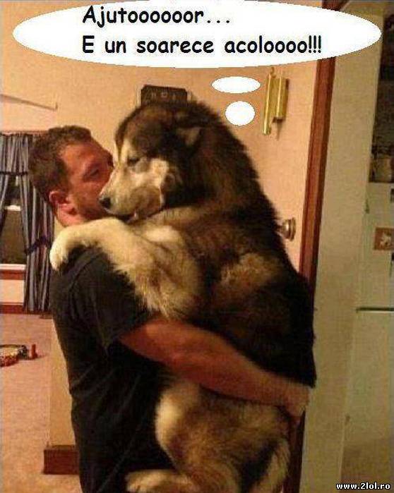 E un soarece acolo poze haioase