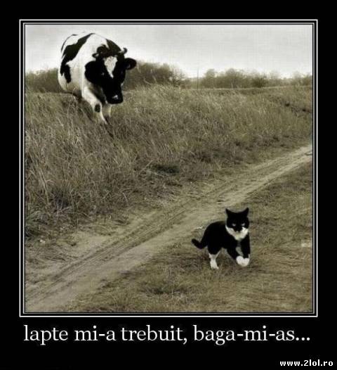 Când o faptă nu-și merită riscul poze haioase