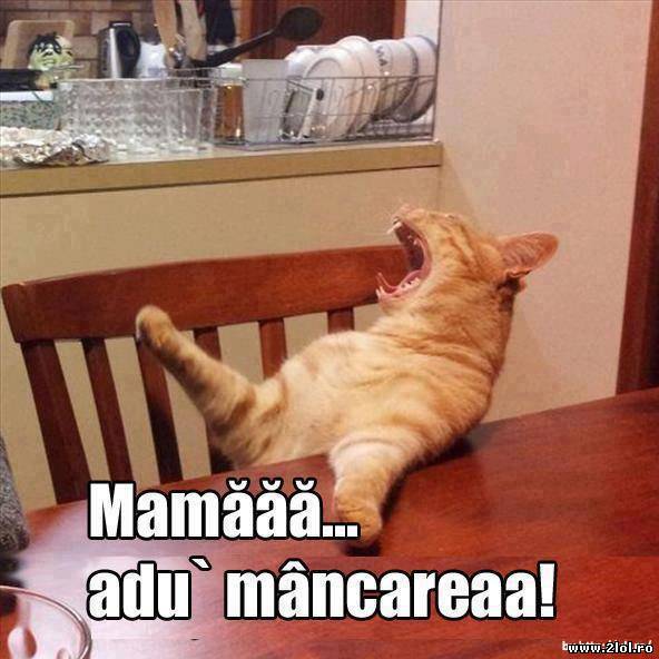 Da se poate? lasati motanul fara mancare poze haioase