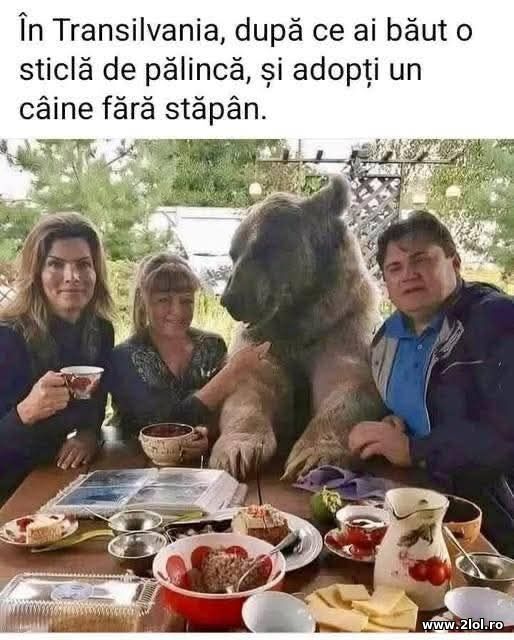 In Transilvania poze haioase