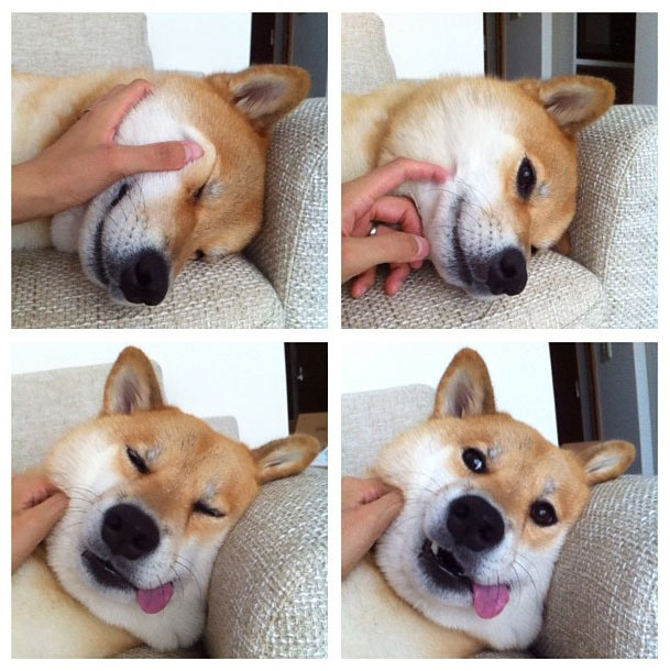 Așa ar trebuii tratați câinii poze haioase