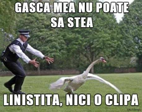 Gasca mea nu poate sa stea, linistita poze haioase
