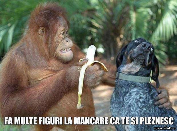 După cum se vede, urmează să fie pleznit poze haioase