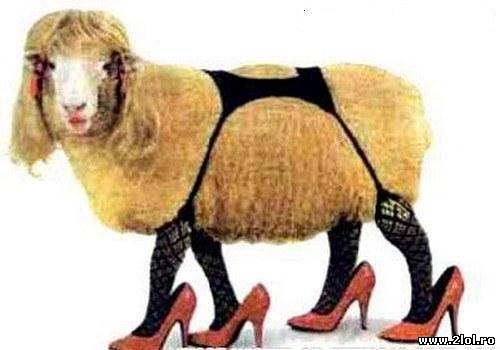 Vitorul animal de companie poze haioase