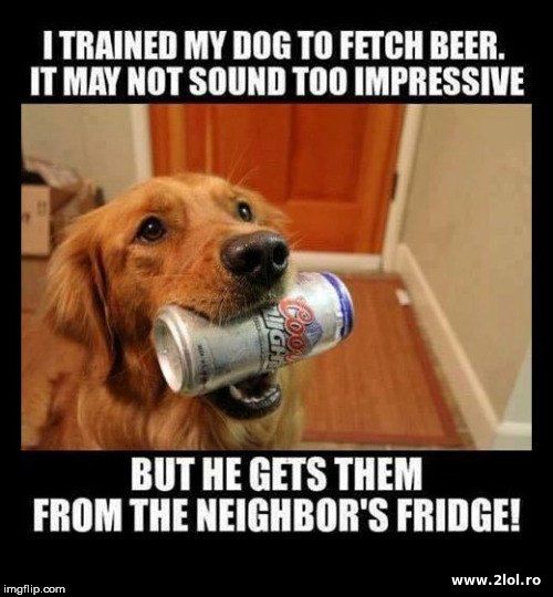 I trained my dog to fetch beer poze haioase