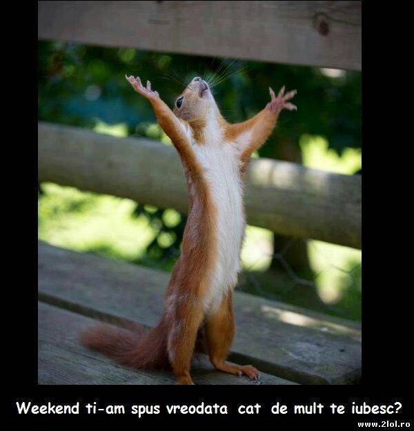 Weekend ți-am spus vreodata cât de mult te iubesc? poze haioase