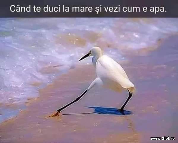 Cand te duci la mare si vezi cum e apa poze haioase