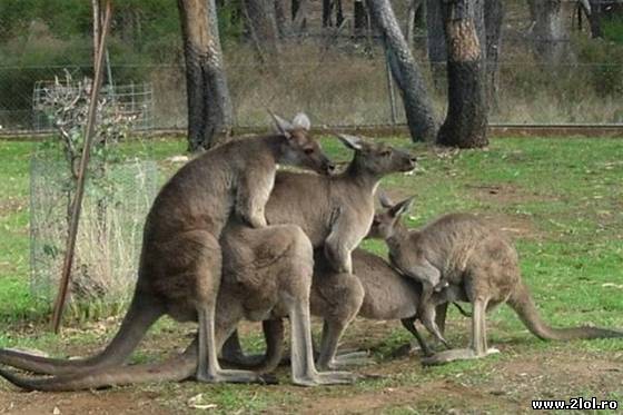 Să se mai zică despre oameni că sunt perverși poze haioase