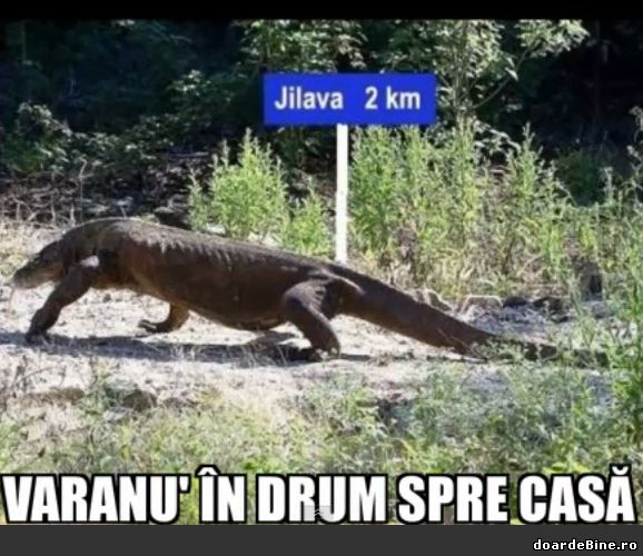 Varanu' în drum spre casă poze haioase