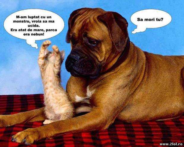 Și pisicile mint câteodată poze haioase