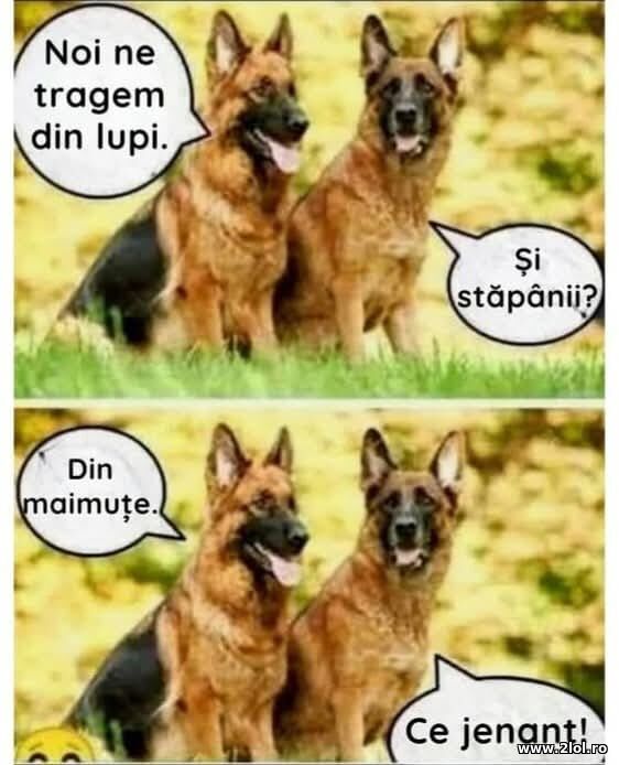 Noi ne tragem din lupi poze haioase