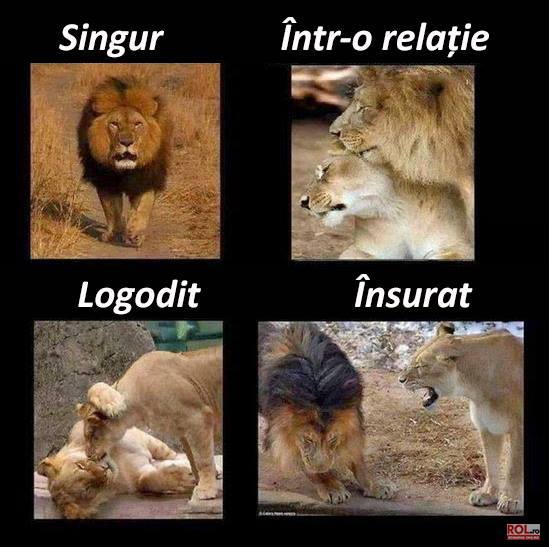 Bărbatul singur, într-o relaţie, logodit şi însura poze haioase