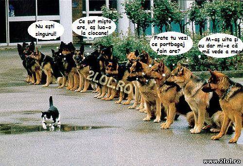 Câteodată, câinii seamănă cu bărbații poze haioase