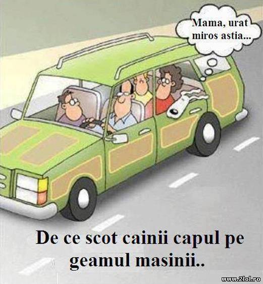 De ce scot câinii capul pe geam poze haioase