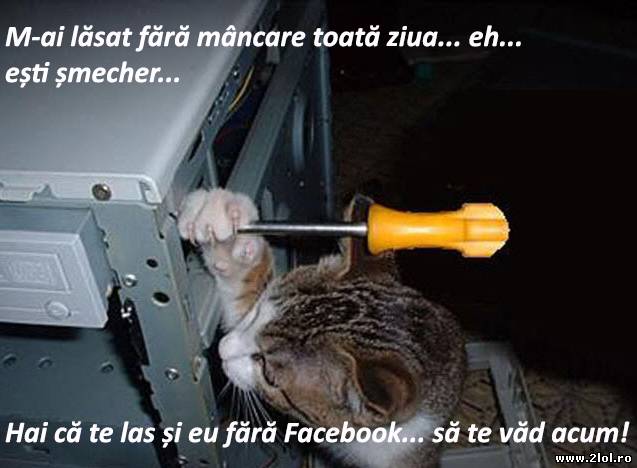 Nu te pune cu pisicile! poze haioase