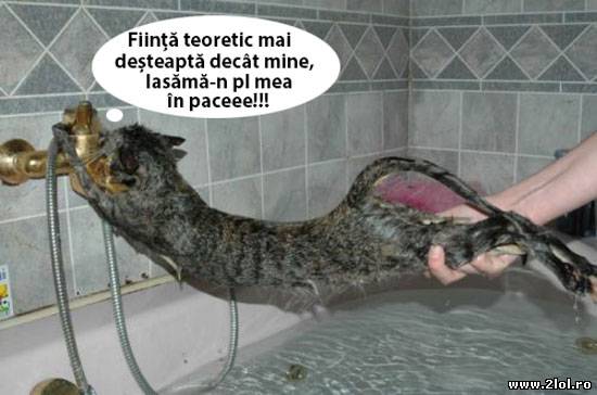 Ce gândește pisica atunci când vrei să o speli poze haioase