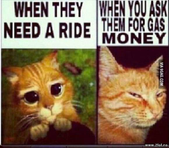 Cand cinva vrea să îl cari poze haioase