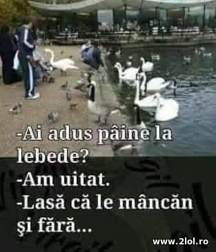 Ai adus paine la lebede? poze haioase