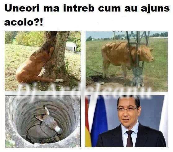 Oare cum au ajuns? poze haioase