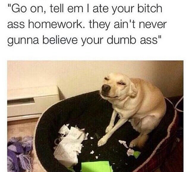 Spune-le ca ti-am mancat tema poze haioase