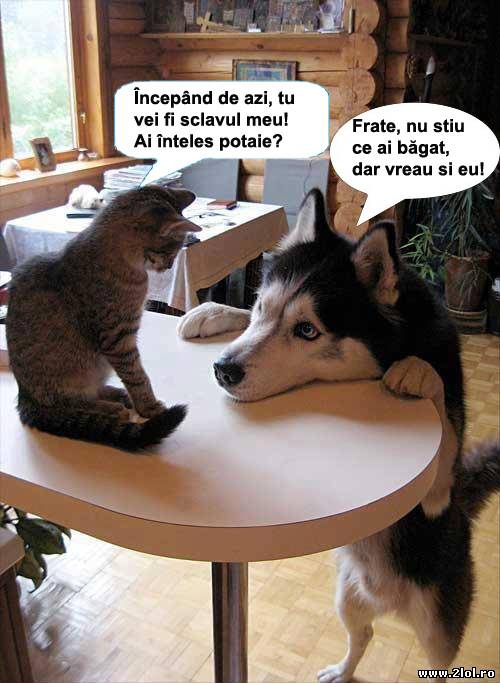 Cine știe ce o fi mâncat poze haioase