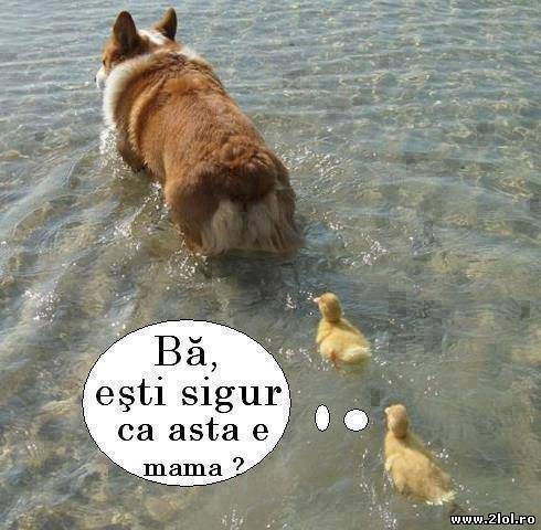 Bă, eşti sigur că asta e mama? poze haioase