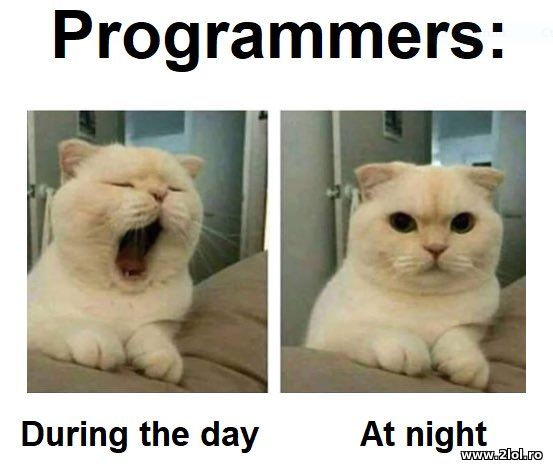 Programmers during the day and at night poze haioase