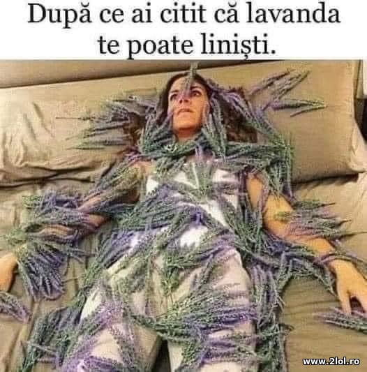 Dupa ce ai citit ca lavanda te poate linisti poze haioase