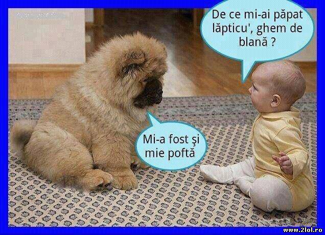 Și lui ghem de blană îi place lăpticul poze haioase