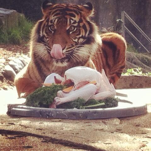 Pisicuţei îi place ce a primit poze haioase
