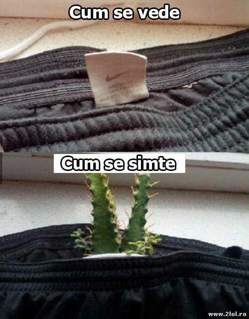 Cum se simte eticheta poze haioase