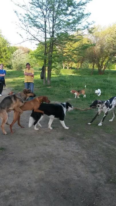 Lăsaţi câinii să facă ce vor poze haioase